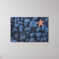Starfish On Black Rocks Along The Coast | Iceland