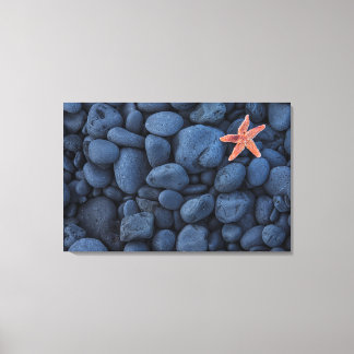 Starfish On Black Rocks Along The Coast | Iceland Canvas Print