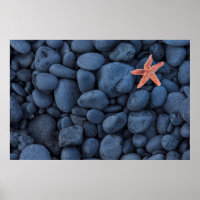 Starfish On Black Rocks Along The Coast | Iceland