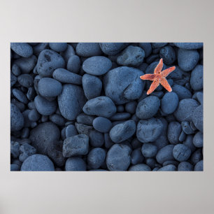 Starfish On Black Rocks Along The Coast   Iceland Poster