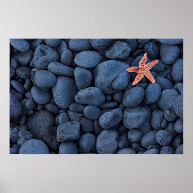 Starfish On Black Rocks Along The Coast | Iceland Poster (Front)
