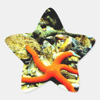 Starfish on Star Sticker