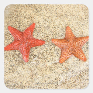 starfish on the beach, at the edge of the ocean square sticker