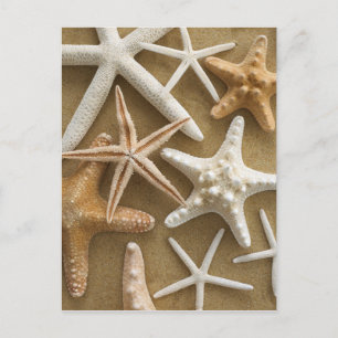 Starfish On The Sand Postcard