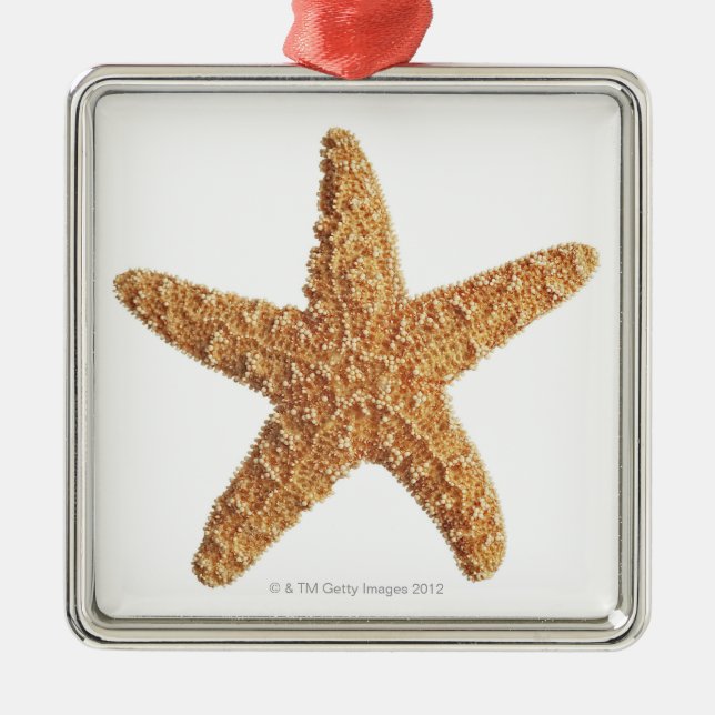 Starfish on White Metal Ornament (Front)
