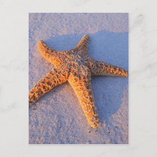 Starfish On White Sand Postcard