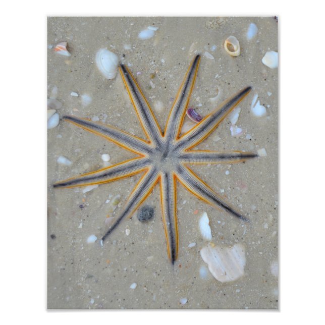 Starfish Photo Print (Front)