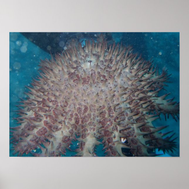 Starfish Photography Poster (Front)