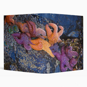 Starfish Pisaster Ochraceus & Ochre Sea Star Binder