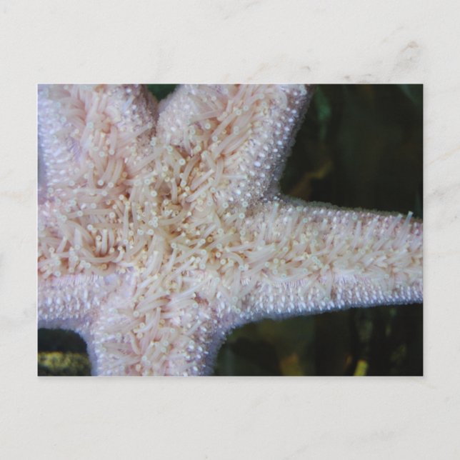 Starfish Postcard (Front)