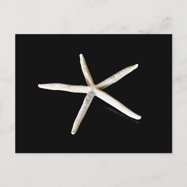 Starfish Postcard (Front)