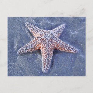 Starfish Postcard