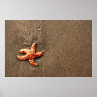 Starfish Poster