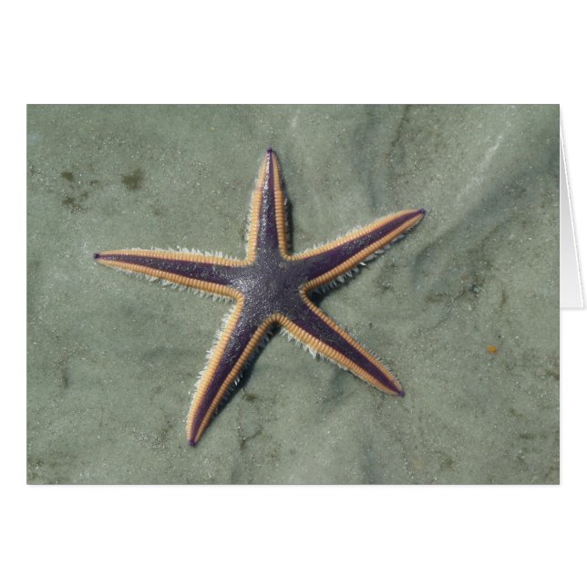 Starfish Purple sea star on beach (Front Horizontal)
