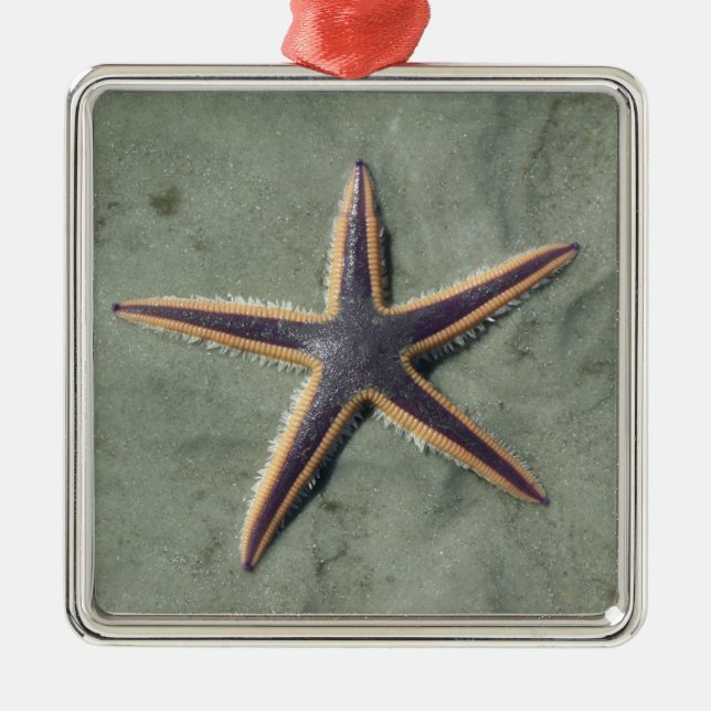 Starfish Purple sea star on beach Metal Ornament (Front)