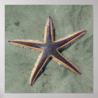 Starfish Purple sea star on beach