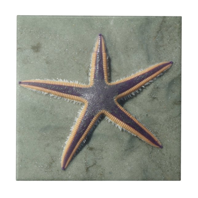 Starfish Purple sea star on beach Tile (Front)