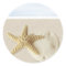 Starfish & Sand Dollar
