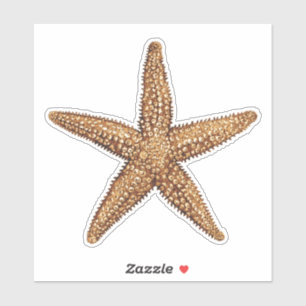 Starfish - Sea Star