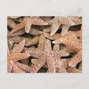 Starfish Sea Star Postcard