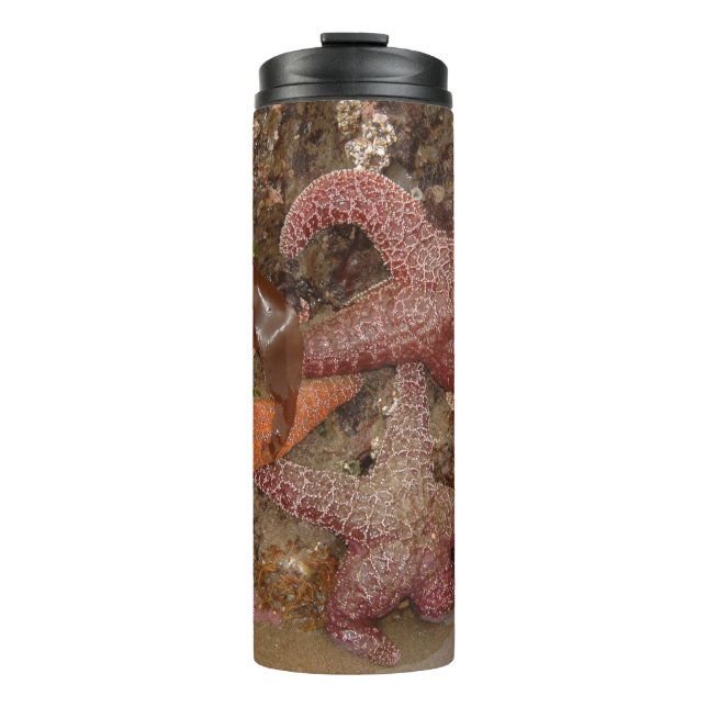 Starfish/Sea Stars in Cannon Beach, OR, Photo 4 Thermal Tumbler (Front)