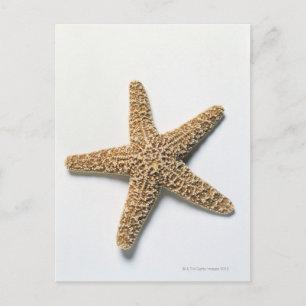 Starfish shell on white background postcard