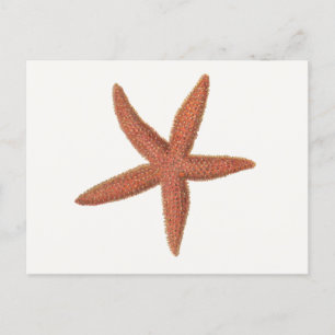 Starfish - Sherman Denton Fish Lithograph Postcard