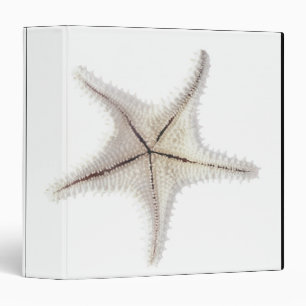 Starfish skeleton, close-up binder