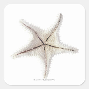 Starfish skeleton, close-up square sticker