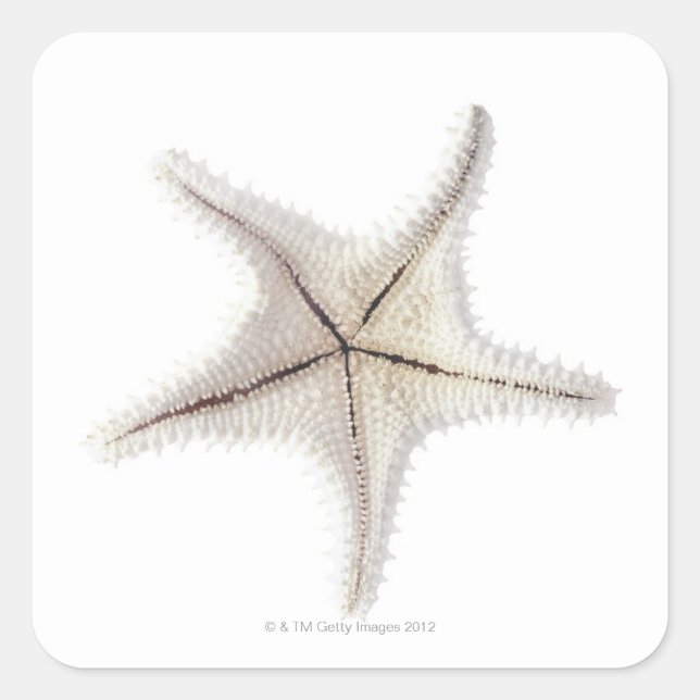 Starfish skeleton, close-up square sticker (Front)