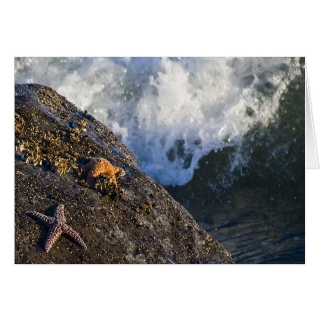 Starfish Splash Card (Front Horizontal)
