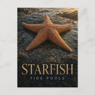 Starfish Tide Pools Wildlife ANIMAL Postcard