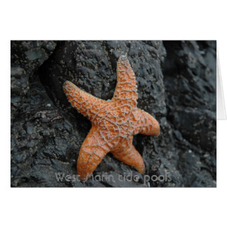Starfish, West Marin tide pools