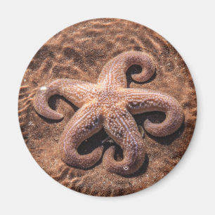 Starfish with Curly Legs Magnet