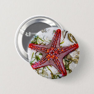 Starfish, Zanzibar, Tanzania 2 Inch Round Button