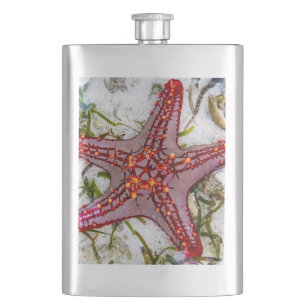 Starfish, Zanzibar, Tanzania Hip Flask