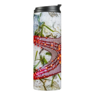 Starfish, Zanzibar, Tanzania Thermal Tumbler