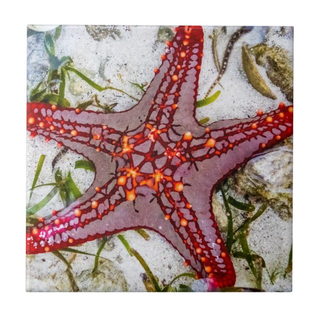 Starfish, Zanzibar, Tanzania Tile (Front)