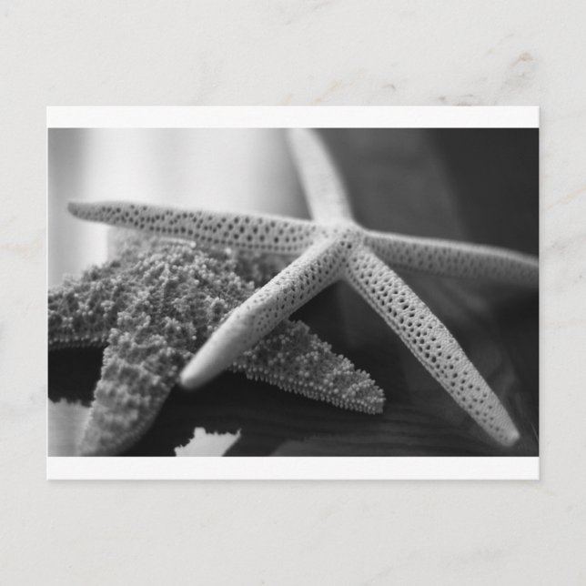 Starfishes mono postcard (Front)