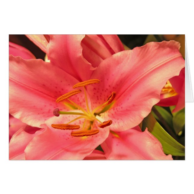 Stargazer (Front Horizontal)