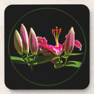 Stargazer Coaster