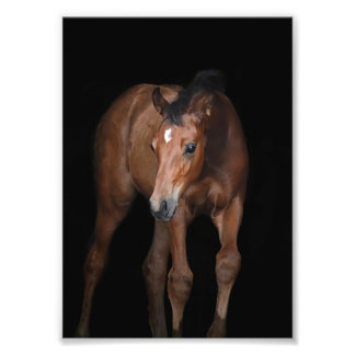 StarGazer Farm Foal & Horse Pictures Photo Print