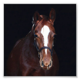 StarGazer Farm Foal & Horse Pictures Photo Print