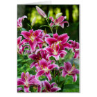 Stargazer Lilies