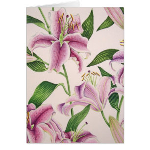 Stargazer Lilies