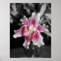 stargazer lilies #3