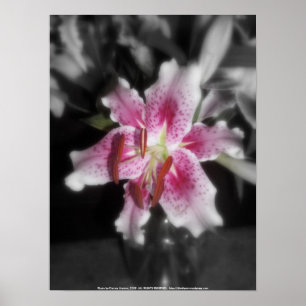 stargazer lilies #3 poster