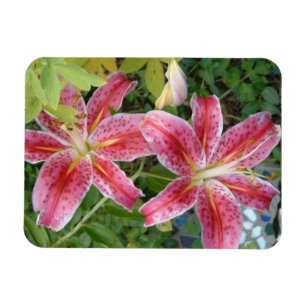 Stargazer Lilies Garden Floral Magnet