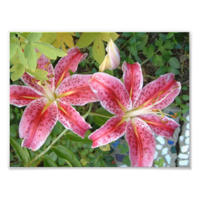 Stargazer Lilies Garden Floral Photo Print (Front)
