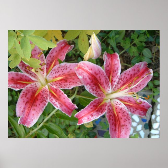 Stargazer Lilies Garden Floral Poster (Front)